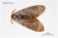 藏品(結麗毒蛾)的圖片